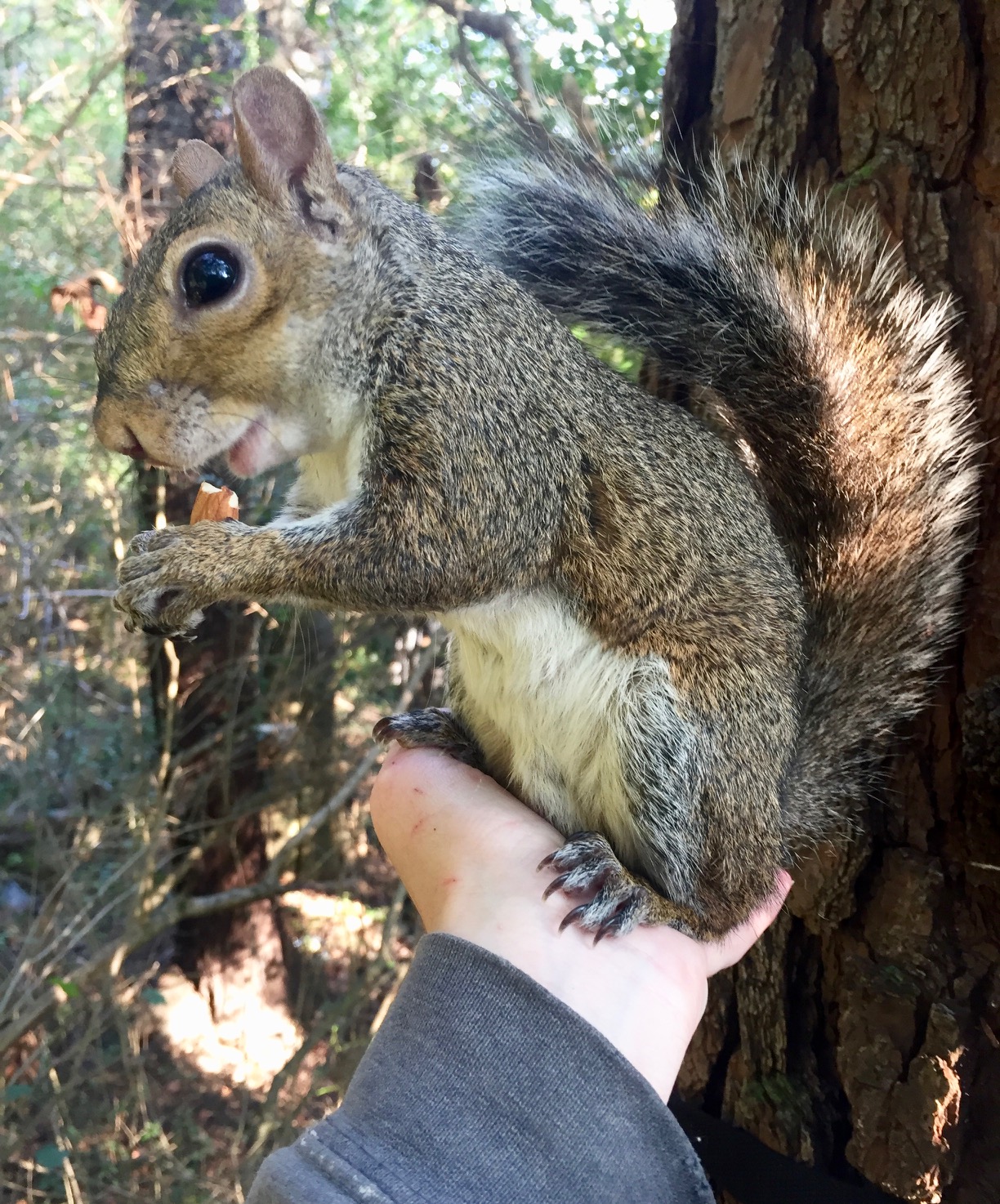 The Squirrel Board