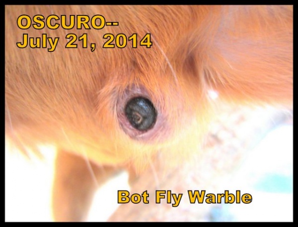 Name:  Oscuro bot warble.jpg
Views: 459
Size:  80.1 KB