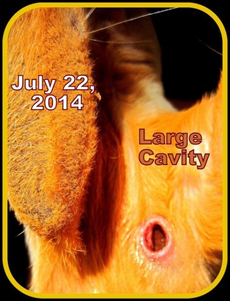 Name:  Oscvur bot cavity.jpg
Views: 271
Size:  111.6 KB