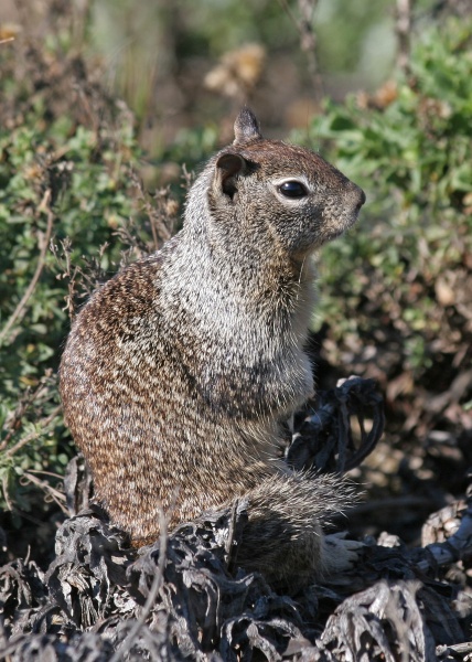 Name:  California_Ground_Squirrel_JCB.jpg
Views: 99
Size:  134.8 KB