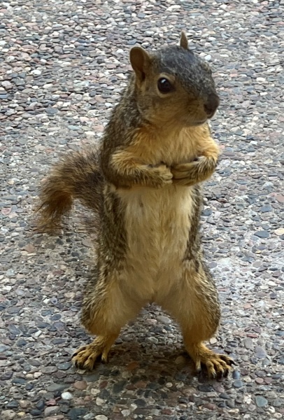 Name:  Suzie.jpg
Views: 428
Size:  151.2 KB