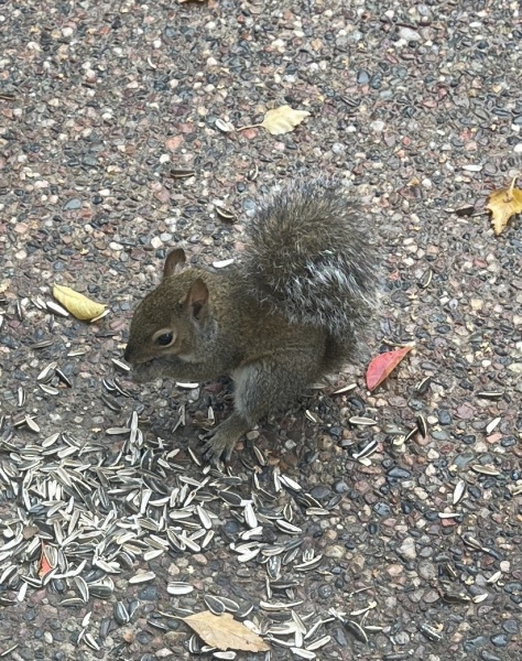 Name:  Tiny Grey Squirrel.jpg
Views: 69
Size:  205.9 KB