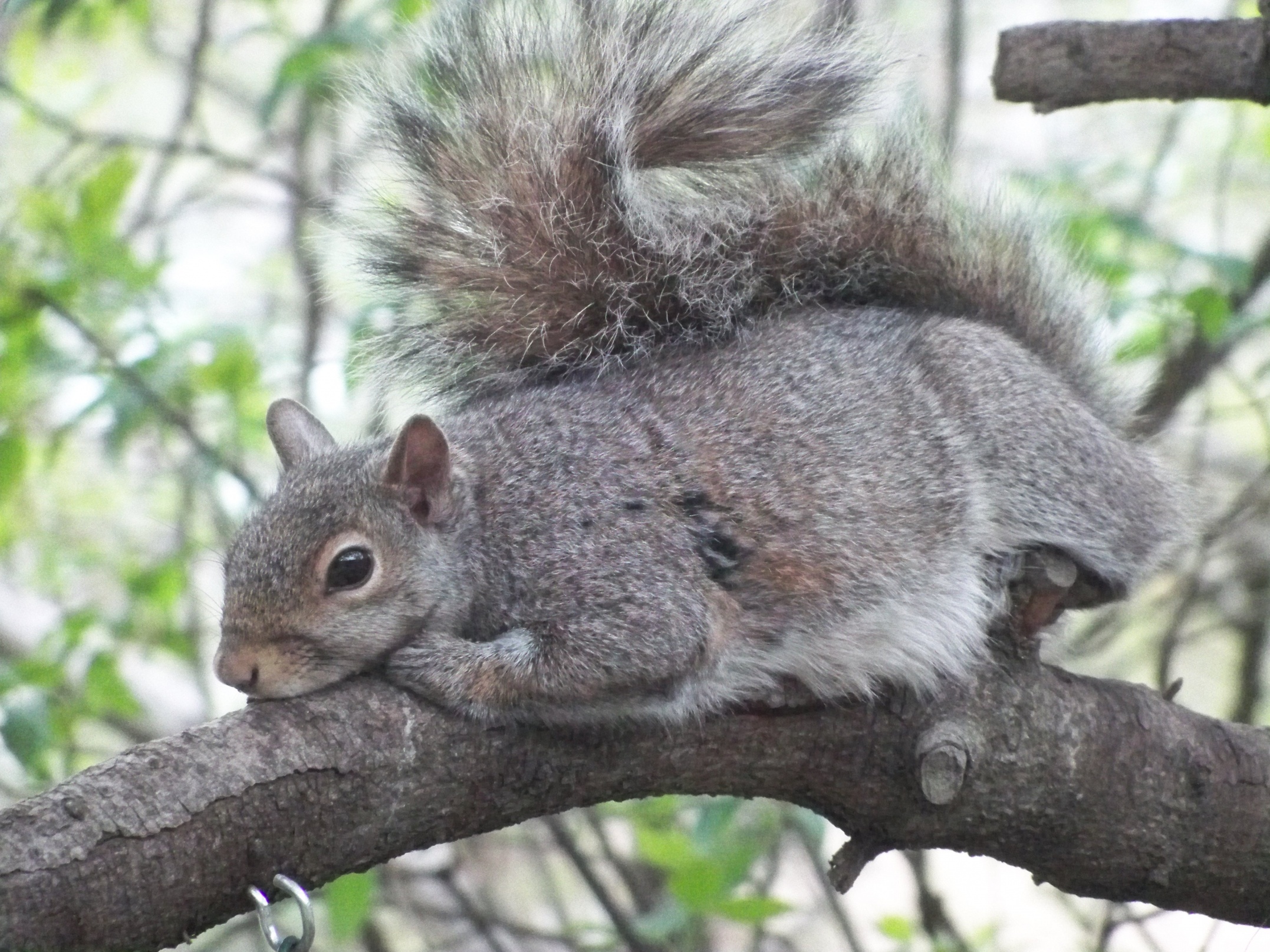 Name:  SquirrelTired01.jpg
Views: 2149
Size:  1.13 MB