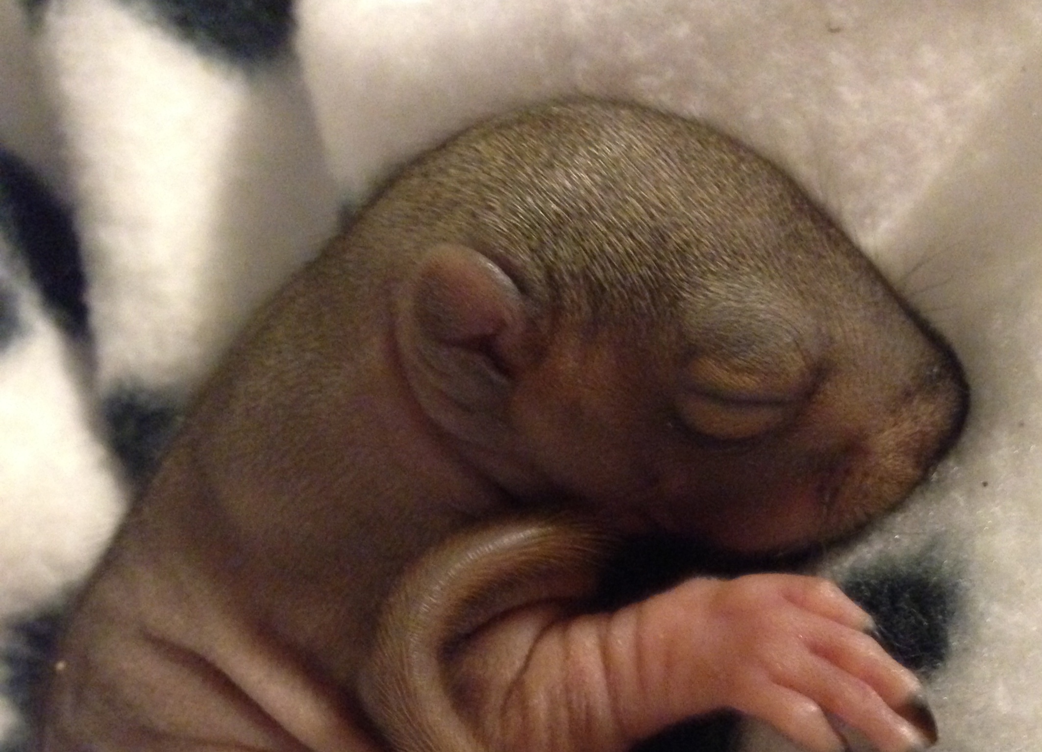 Name:  baby squirrel 2.JPG
Views: 1583
Size:  796.5 KB