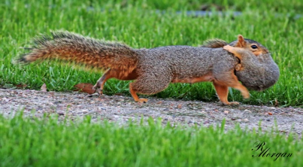 Name:  2017-03-20_5Y1A8422 [s] Fox Squirrels.jpg
Views: 836
Size:  91.6 KB