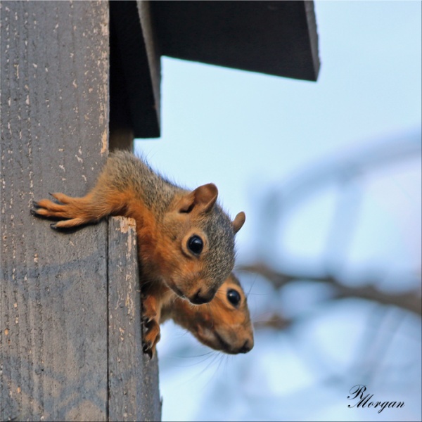 Name:  2017-03-20_5Y1A8309 [s] Fox Squirrels.jpg
Views: 946
Size:  99.3 KB