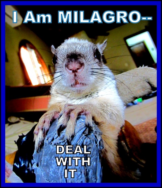 Name:  Milagro-deal with it (1).jpg
Views: 750
Size:  129.1 KB