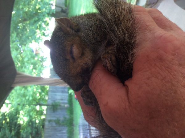Name:  Squirrel2.jpg
Views: 481
Size:  87.2 KB