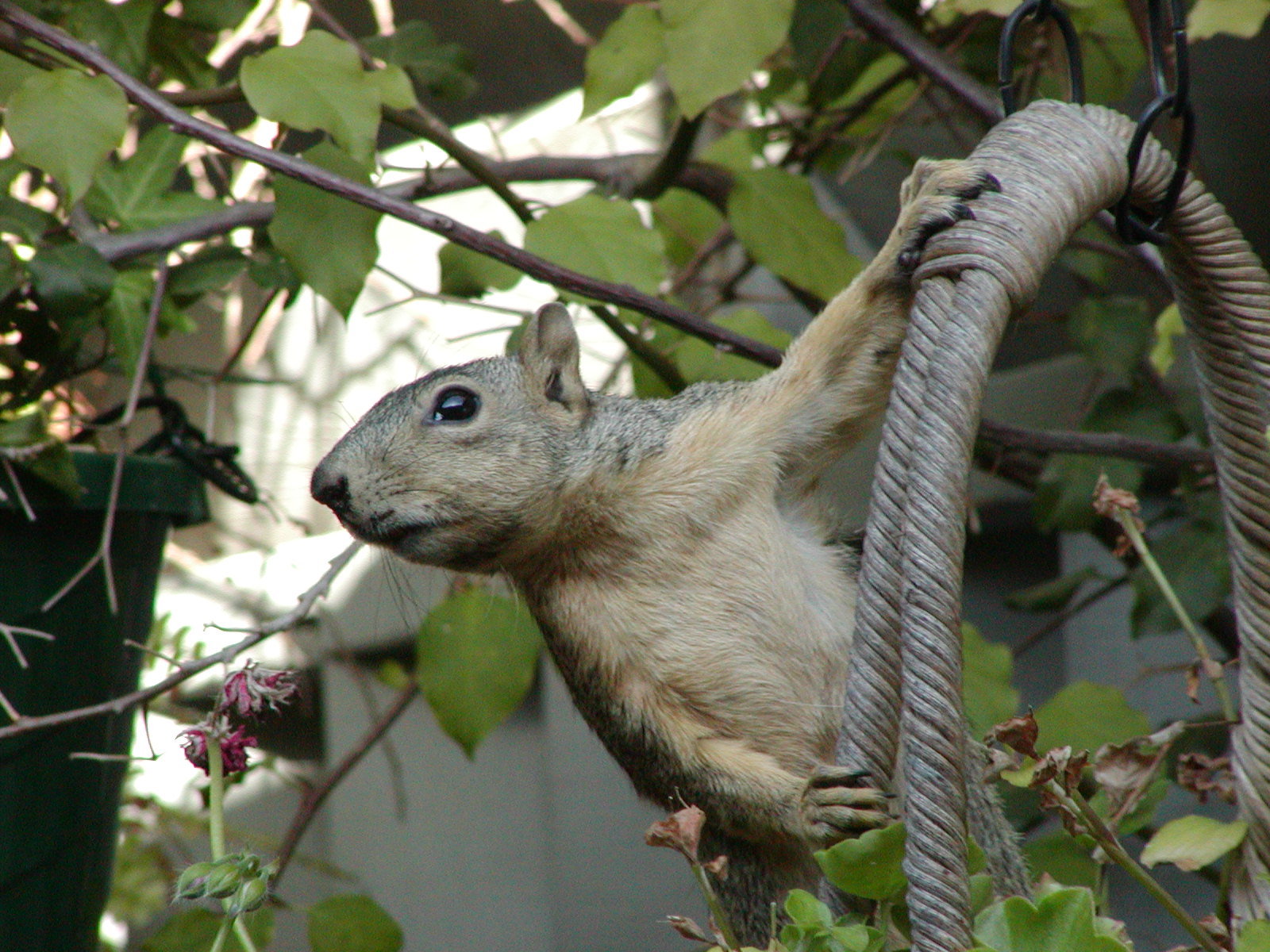 Name:  squirrel 019.jpg
Views: 3961
Size:  454.9 KB