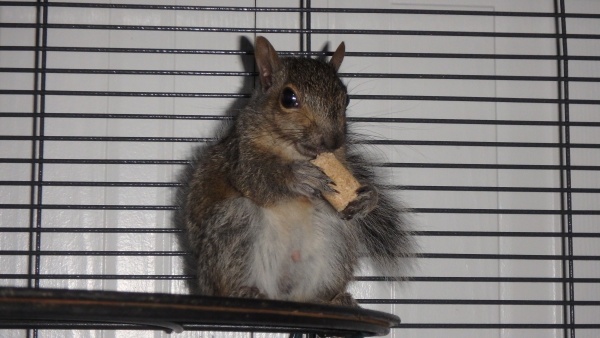 Name:  Poopoochi day 7 14 sept (eating rodent block) (4).jpg
Views: 374
Size:  78.3 KB